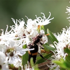 Eleale pulchra at Yackandandah, VIC - 1 Dec 2024 by KylieWaldon