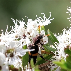 Eleale pulchra at Yackandandah, VIC by KylieWaldon