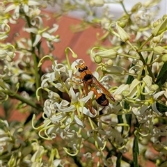 Delta bicinctum (Potter wasp) at Mount Kembla, NSW - 4 Dec 2024 by BackyardHabitatProject