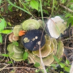 Trametes sp. at Orangeville, NSW - 3 Dec 2024 by elisebird