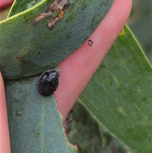 Coccinellidae (family) at Tarago, NSW - 3 Dec 2024