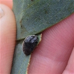 Coccinellidae (family) at Tarago, NSW - 3 Dec 2024