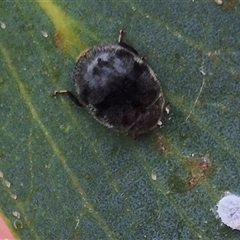 Coccinellidae (family) at Tarago, NSW - 3 Dec 2024