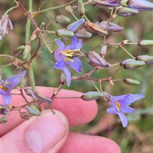 Dianella longifolia var. longifolia (Pale Flax Lily, Blue Flax Lily) at Tarago, NSW by clarehoneydove