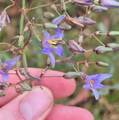 Dianella longifolia var. longifolia (Pale Flax Lily, Blue Flax Lily) at Tarago, NSW - 3 Dec 2024 by clarehoneydove