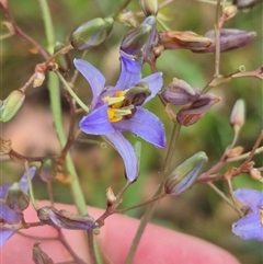 Dianella longifolia var. longifolia at Tarago, NSW - 3 Dec 2024