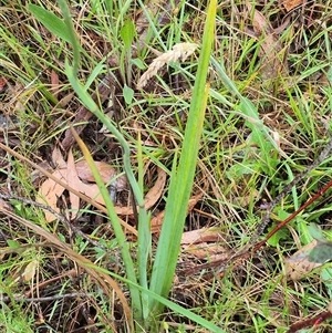 Dianella longifolia var. longifolia at Tarago, NSW - 3 Dec 2024