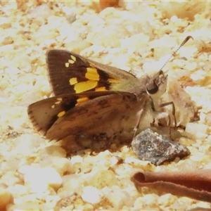 Trapezites phigalioides (Montane Ochre) at Kambah, ACT by JohnBundock