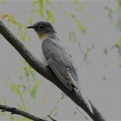 Cacomantis flabelliformis (Fan-tailed Cuckoo) at Kambah, ACT - 4 Dec 2024 by JohnBundock