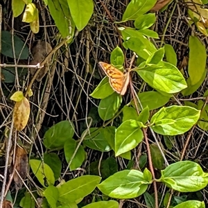 Heteronympha merope at Isaacs, ACT - 4 Dec 2024