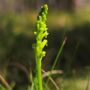 Microtis unifolia at Tinderry, NSW - 4 Dec 2024