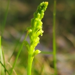 Microtis unifolia at Tinderry, NSW - suppressed