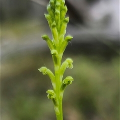 Microtis unifolia at Tinderry, NSW - 4 Dec 2024