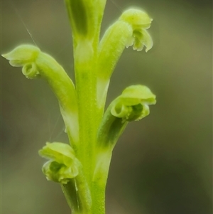 Microtis unifolia at Tinderry, NSW - suppressed