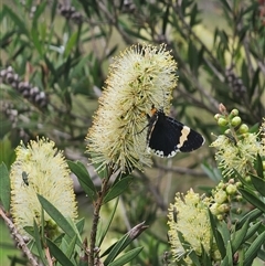 Eutrichopidia latinus (Yellow-banded Day-moth) at Tinderry, NSW - 4 Dec 2024 by Csteele4