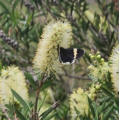 Eutrichopidia latinus at Tinderry, NSW - 4 Dec 2024