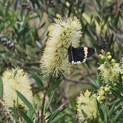 Eutrichopidia latinus at Tinderry, NSW - 4 Dec 2024