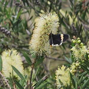 Eutrichopidia latinus at Tinderry, NSW - 4 Dec 2024