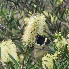 Eutrichopidia latinus at Tinderry, NSW - 4 Dec 2024