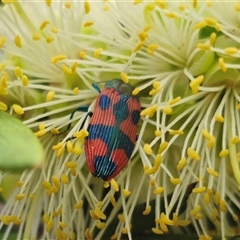 Castiarina delectabilis (A jewel beetle) at Tinderry, NSW - 4 Dec 2024 by Csteele4