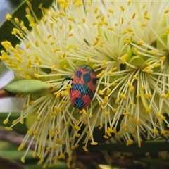 Castiarina delectabilis at Tinderry, NSW - 4 Dec 2024