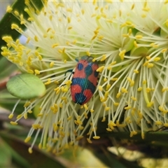 Castiarina delectabilis at Tinderry, NSW - 4 Dec 2024