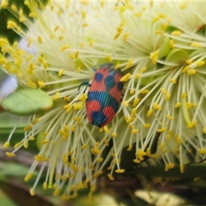 Castiarina delectabilis at Tinderry, NSW - 4 Dec 2024