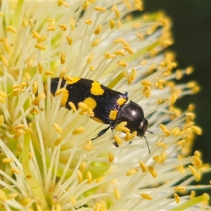 Castiarina australasiae at Tinderry, NSW - 4 Dec 2024 04:07 PM