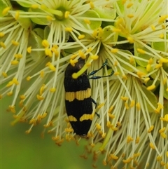 Castiarina bifasciata at Tinderry, NSW - 4 Dec 2024