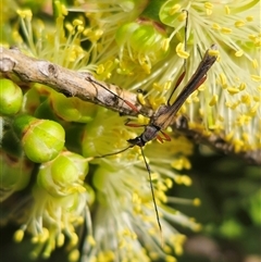 Enchoptera apicalis (Longhorn beetle) at Tinderry, NSW - 4 Dec 2024 by Csteele4