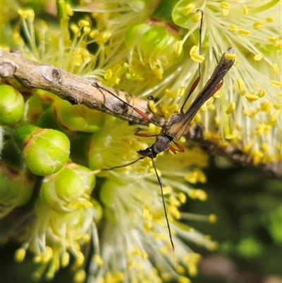 Enchoptera apicalis (Longhorn beetle) at Tinderry, NSW - 4 Dec 2024 by Csteele4