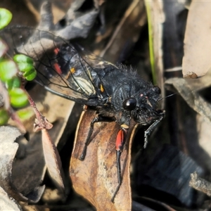 Yoyetta sp. nr spectabilis at Tinderry, NSW - 4 Dec 2024 04:56 PM