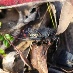 Yoyetta sp. nr spectabilis at Tinderry, NSW - 4 Dec 2024 04:56 PM