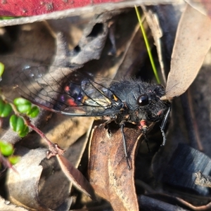 Yoyetta sp. nr spectabilis at Tinderry, NSW - 4 Dec 2024