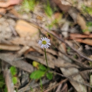 Lagenophora stipitata (Common Lagenophora) at Tinderry, NSW by Csteele4