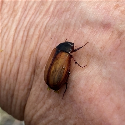 Unidentified Beetle (Coleoptera) at Googong, NSW - 3 Dec 2024 by Wandiyali