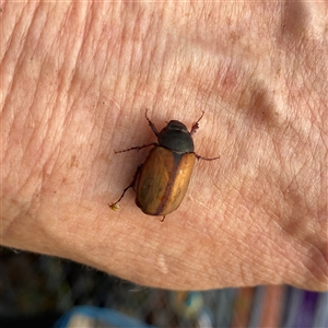 Sericesthis geminata at Googong, NSW - suppressed