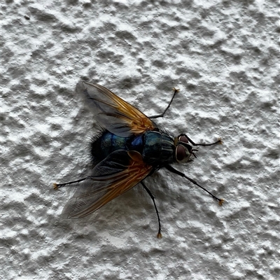 Chetogaster violacea/viridis (complex) (Bristle Fly) at Googong, NSW - 1 Dec 2024 by Wandiyali