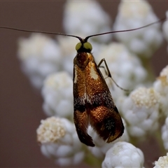 Nemophora laurella (A Fairy Moth) at Bungonia, NSW - 26 Nov 2024 by KorinneM