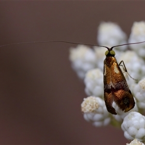 Nemophora laurella at Bungonia, NSW - 26 Nov 2024 05:04 PM