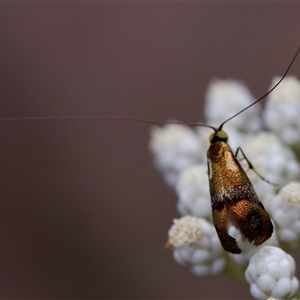 Nemophora laurella at Bungonia, NSW - 26 Nov 2024 05:04 PM