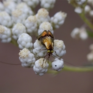 Nemophora laurella at Bungonia, NSW - 26 Nov 2024 05:04 PM