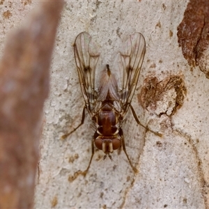 Cardiacera sp. (genus) at Bungonia, NSW - 26 Nov 2024 04:48 PM