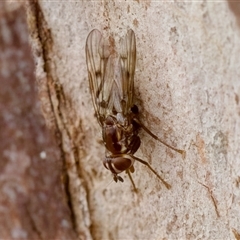 Cardiacera sp. (genus) at Bungonia, NSW - 26 Nov 2024 04:48 PM