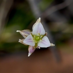 Laxmannia gracilis (Slender Wire Lily) at Bungonia, NSW - 26 Nov 2024 by KorinneM