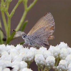 Nacaduba biocellata (Two-spotted Line-Blue) at Bungonia, NSW - 26 Nov 2024 by KorinneM