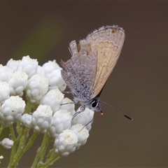 Nacaduba biocellata at Bungonia, NSW - 26 Nov 2024