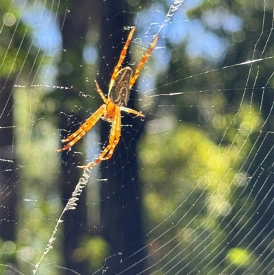 Plebs bradleyi (Enamelled spider) at Emerald, VIC - 4 Dec 2024 by GlossyGal