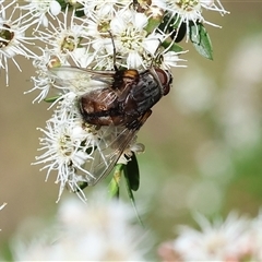 Prodiaphania sp. (genus) (A Tachinid fly) at Yackandandah, VIC - 2 Dec 2024 by KylieWaldon