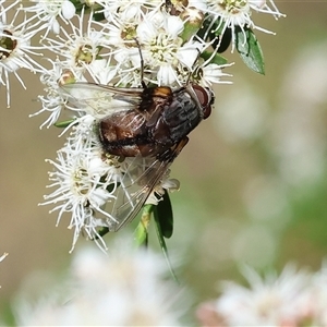 Nemoraea sp. (genus) at Yackandandah, VIC by KylieWaldon